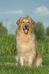 sitting Golden Retriever