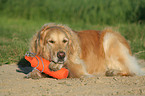 lying Golden Retriever