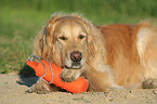 lying Golden Retriever