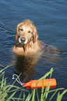 swimming Golden Retriever