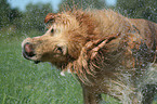 shaking Golden Retriever