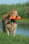 standing Golden Retriever