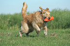 running Golden Retriever