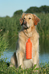 sitting Golden Retriever