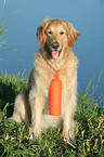 sitting Golden Retriever