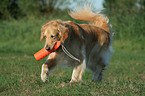 Golden Retriever with dummy