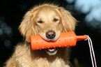 Golden Retriever Portrait