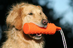 Golden Retriever Portrait