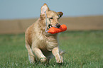 running Golden Retriever