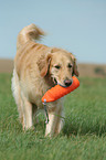 Golden Retriever with dummy