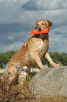 standing Golden Retriever