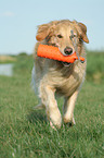 running Golden Retriever