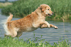 running Golden Retriever