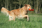 running Golden Retriever