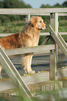 standing Golden Retriever