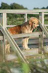 standing Golden Retriever