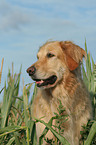 Golden Retriever Portrait