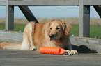 lying Golden Retriever