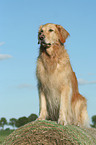 sitting Golden Retriever