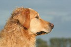 Golden Retriever Portrait