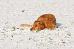 Golden Retriever in snow