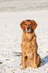 sitting Golden Retriever