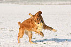 running Golden Retriever