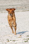 running Golden Retriever