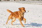 running Golden Retriever