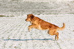 running Golden Retriever