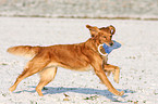 running Golden Retriever