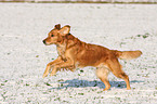 running Golden Retriever