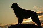 Golden Retriever in sunset light