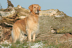 standing Golden Retriever