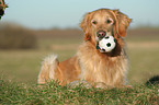 lying Golden Retriever