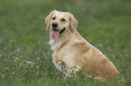 Golden Retriever on meadow