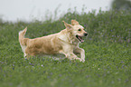 running Golden Retriever