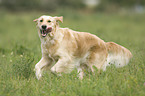 running Golden Retriever