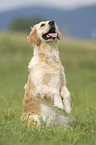 Golden Retriever on meadow