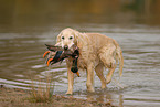 Golden Retriever retrieves duck