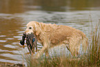 Golden Retriever retrieves duck