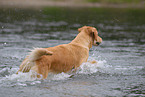 bathing Golden Retriever