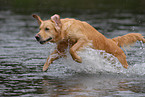 bathing Golden Retriever