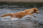 bathing Golden Retriever