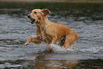 playing Golden Retriever