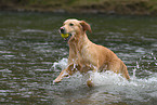 playing Golden Retriever