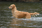 bathing Golden Retriever