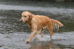 playing Golden Retriever