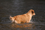 bathing Golden Retriever