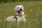 lying Golden Retriever